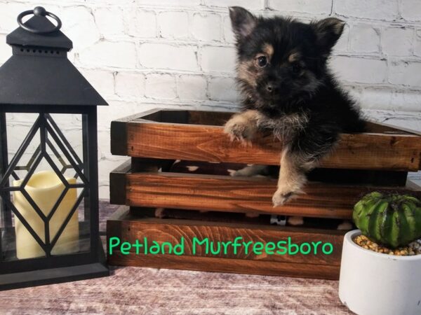 Yoranian-DOG-Male-Black / Tan-73-Petland Nashville, Tennessee
