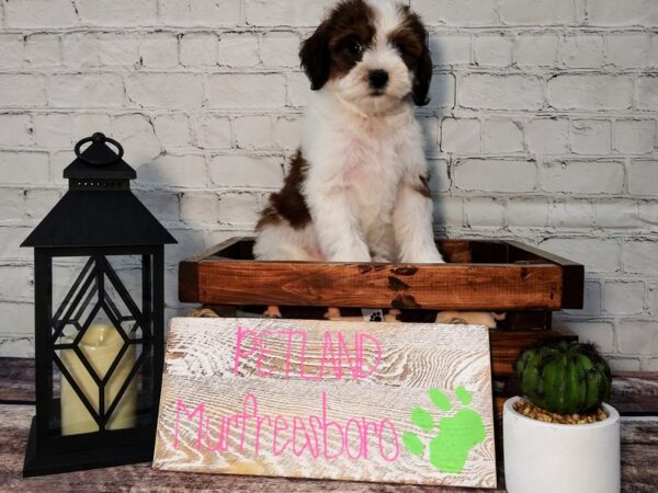 Bernedoodle-DOG-Female-Red / White-74-Petland Nashville, Tennessee