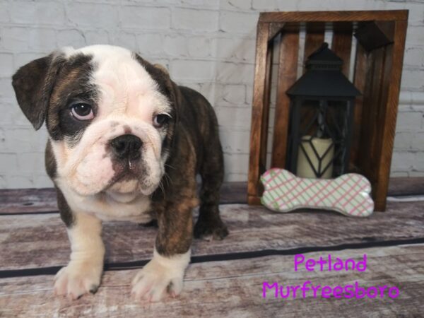 English Bulldog-DOG-Female-Brindle-75-Petland Nashville, Tennessee