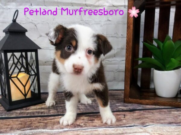 Miniature Australian Shepherd/Australian Cattle Dog-DOG-Female-Chocolate / White-95-Petland Nashville, Tennessee
