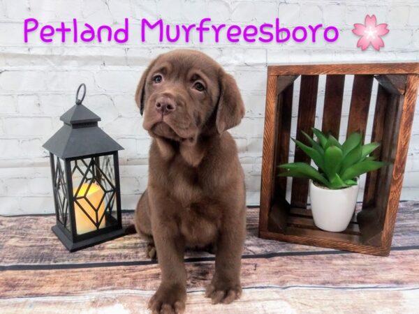 Labrador Retriever DOG Female chocolate 96 Petland Nashville, Tennessee