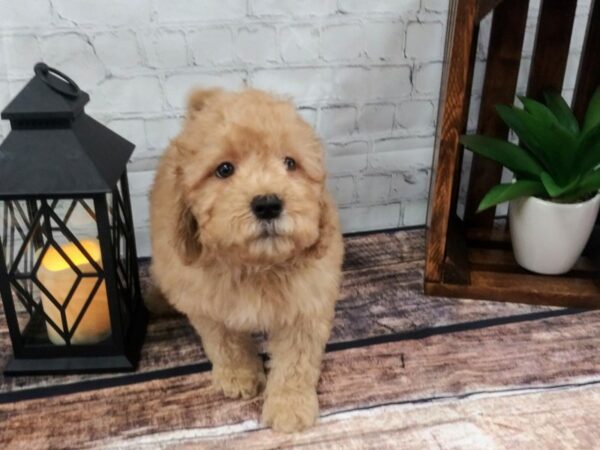 COCK A DOODLE-DOG-Male-Red-87-Petland Nashville, Tennessee