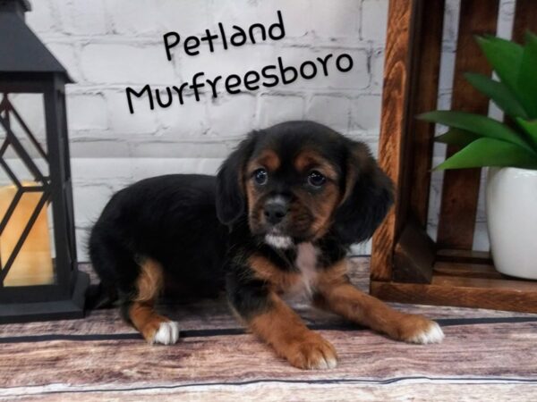 Yorkie Cav-DOG-Female-BLK TAN-84-Petland Nashville, Tennessee