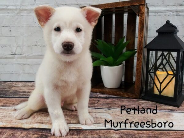 Shiba Inu DOG Male Cream 92 Petland Nashville, Tennessee