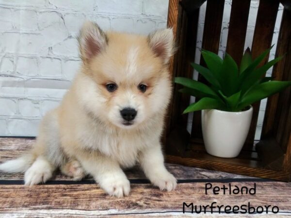 Pomsky DOG Male RED WHITE 80 Petland Nashville, Tennessee