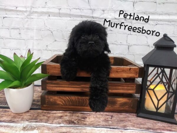 COCK A DOODLE DOG Male BLK 88 Petland Nashville, Tennessee