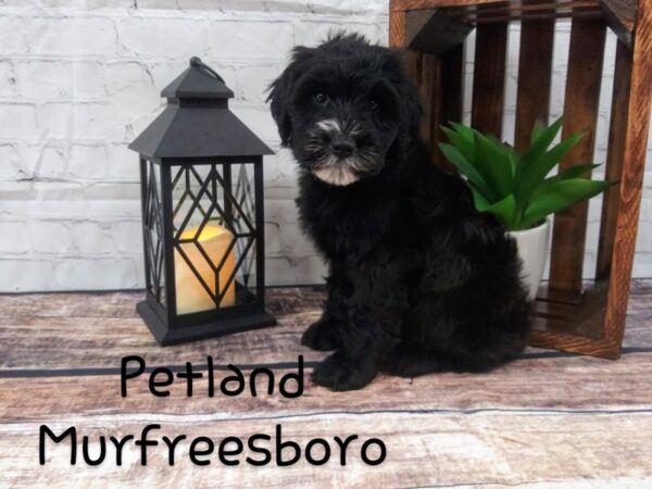 Whoodle DOG Male Black 91 Petland Nashville, Tennessee