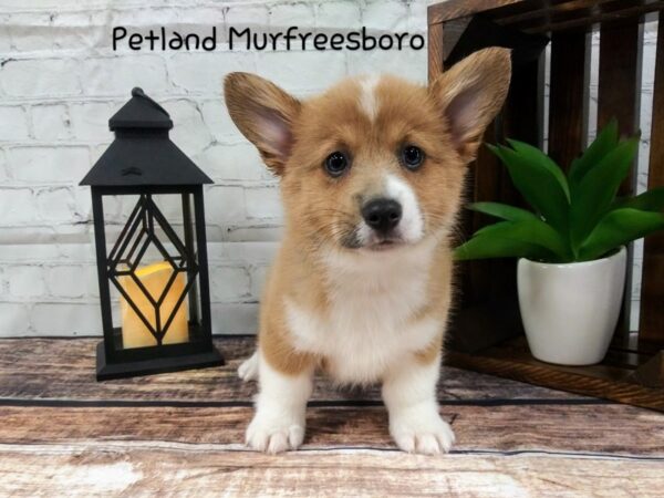 Pembroke Welsh Corgi-DOG-Male-Red Sable-93-Petland Nashville, Tennessee