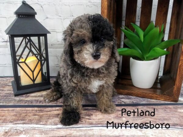 Poodle-DOG-Male-BLUE MERLE-81-Petland Nashville, Tennessee