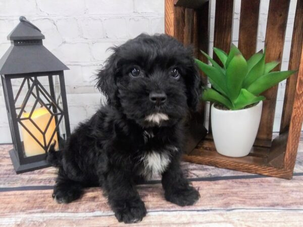 Cava Poo DOG Male BLK 86 Petland Nashville, Tennessee
