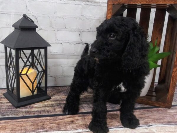 Moyen Goldendoodle-DOG-Male-Black-79-Petland Nashville, Tennessee