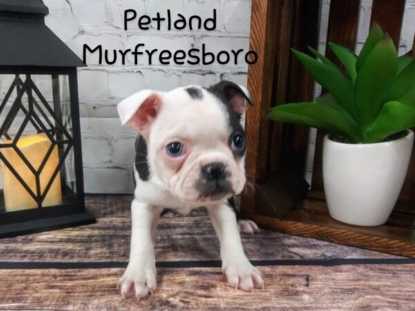 Boston Terrier DOG Male BLK WHT 85 Petland Nashville, Tennessee
