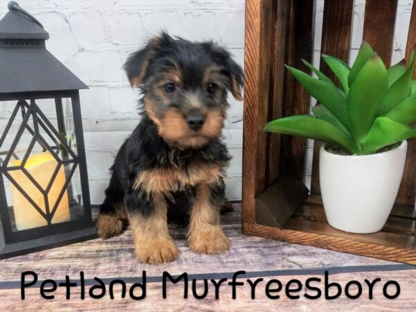Yorkshire Terrier DOG Male Black Tan 83 Petland Nashville, Tennessee