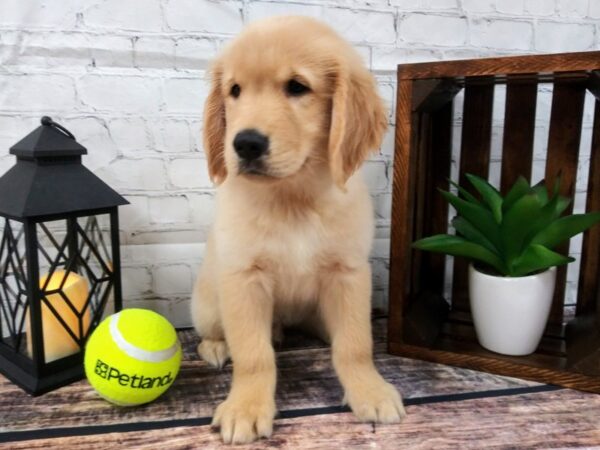 Golden Retriever DOG Male Golden 77 Petland Nashville, Tennessee