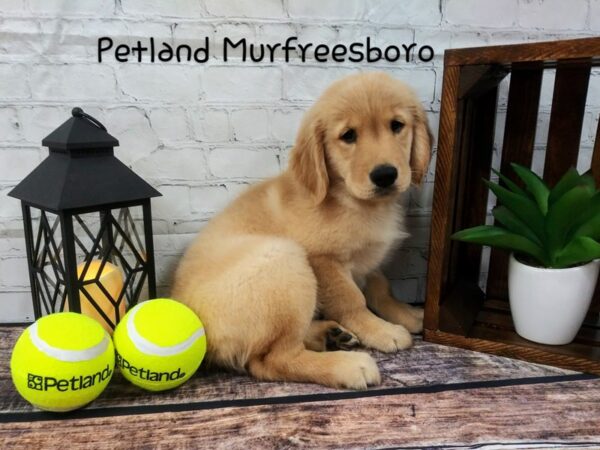 Golden Retriever DOG Female Golden 78 Petland Nashville, Tennessee