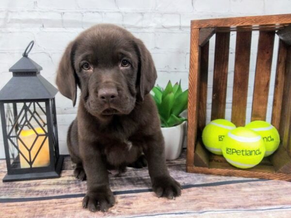 Labrador Retriever-DOG-Male-chocolate-97-Petland Nashville, Tennessee