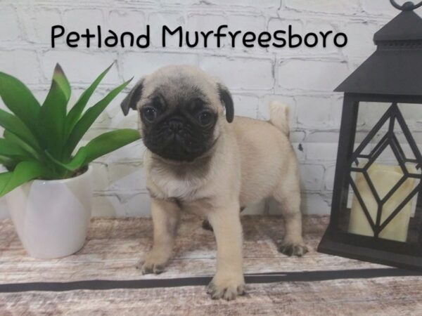 Pug DOG Male fawn 100 Petland Nashville, Tennessee