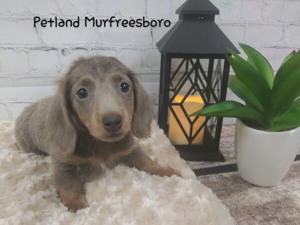 Dachshund DOG Female Isabelle & Tan 98 Petland Nashville, Tennessee