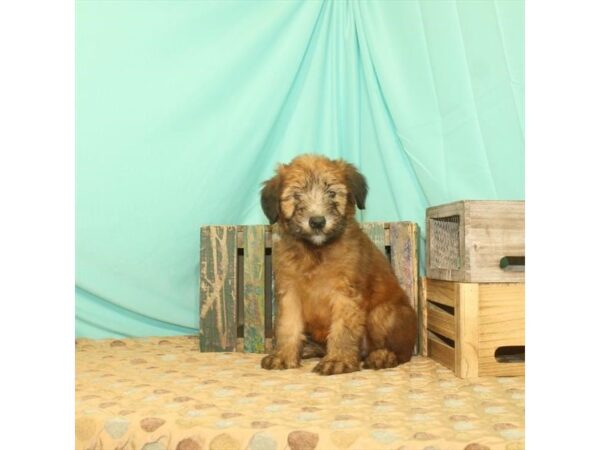 Soft Coated Wheaten Terrier-DOG-Female-Wheaten-101-Petland Nashville, Tennessee