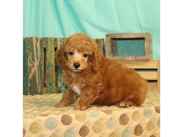 Poodle DOG Male Red 102 Petland Nashville, Tennessee