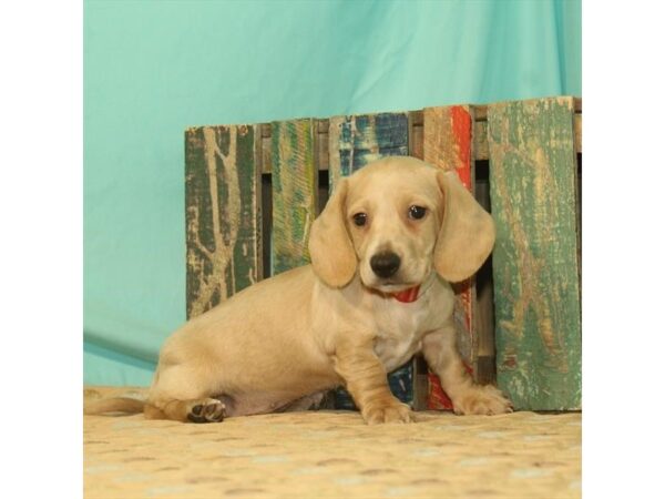 Dachshund-DOG-Male-Isabella-103-Petland Nashville, Tennessee