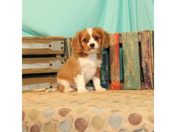 Cavalier King Charles Spaniel DOG Male Blenheim / White 104 Petland Nashville, Tennessee
