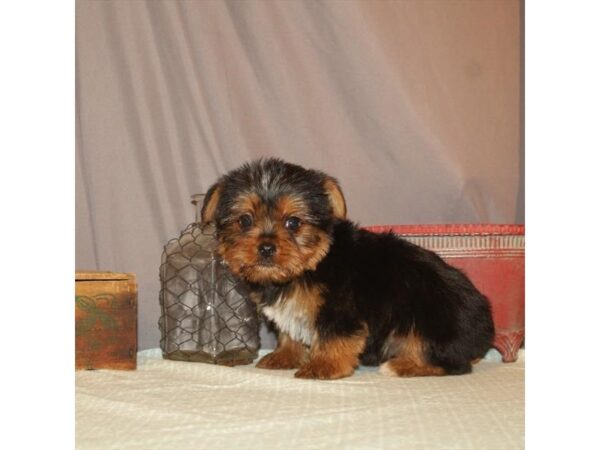 Yorkshire Terrier-DOG-Male-Black / Tan-105-Petland Nashville, Tennessee
