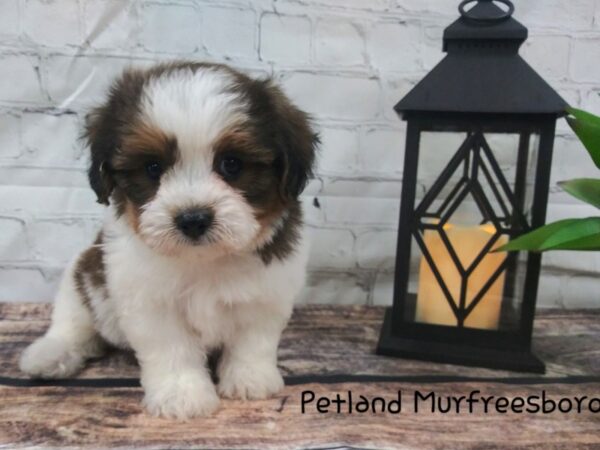 Teddy Bear-DOG-Female-BRN WH-117-Petland Nashville, Tennessee