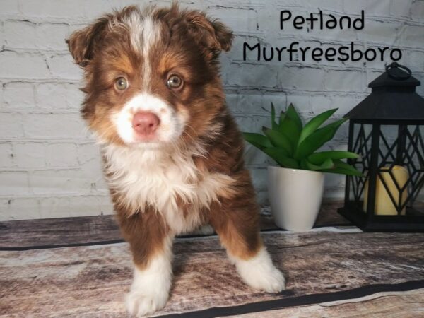 Mini Aussie-DOG-Female-RED TRI-116-Petland Nashville, Tennessee