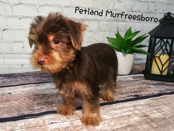 Yorkshire Terrier DOG Male CHOC TAN 112 Petland Nashville, Tennessee