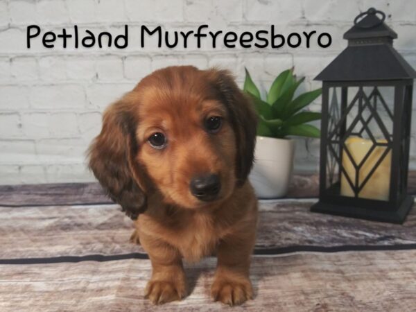 Dachshund DOG Male Red Sable 118 Petland Nashville, Tennessee