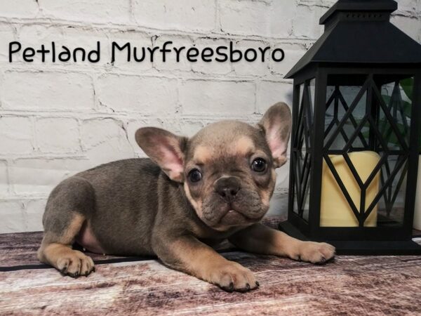 French Bulldog DOG Female BLUE TAN 109 Petland Nashville, Tennessee