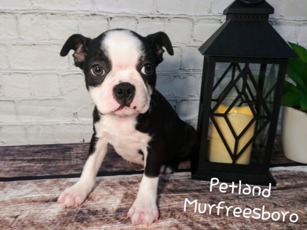 Boston Terrier-DOG-Male-Black Brindle-120-Petland Nashville, Tennessee