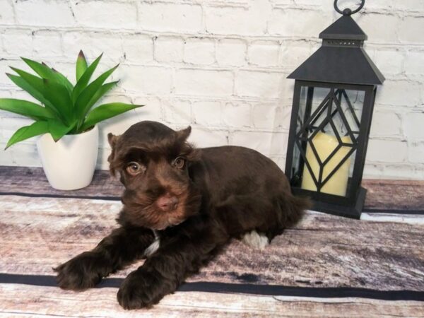 Miniature Schnauzer DOG Male LIVER 108 Petland Nashville, Tennessee
