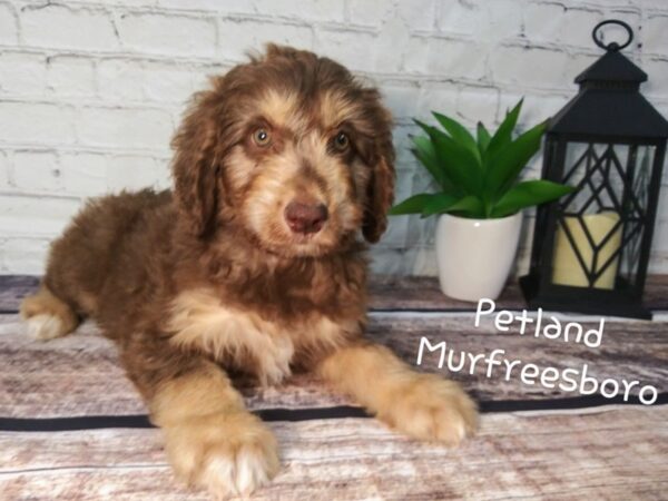 Aussiepoo DOG Female Chocolate / Tan 122 Petland Nashville, Tennessee