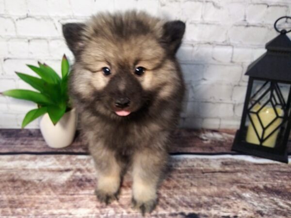 Keeshond-DOG-Male-Silver / Black-119-Petland Nashville, Tennessee