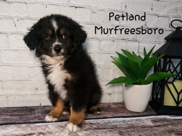 Australian Shepherd-DOG-Male-Black-121-Petland Nashville, Tennessee