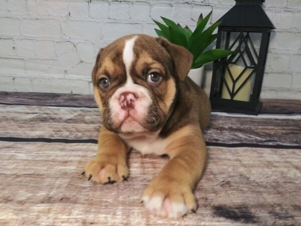 English Bulldog-DOG-Male-chocolate and white-125-Petland Nashville, Tennessee