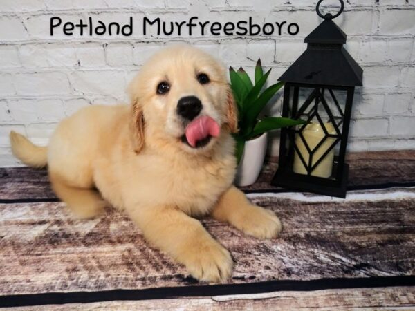Golden Retriever DOG Male Golden 106 Petland Nashville, Tennessee