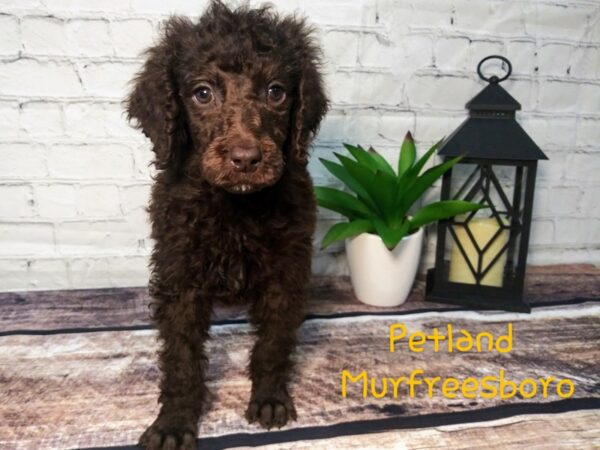 Standard Poodle-DOG-Male-chocolate-126-Petland Nashville, Tennessee