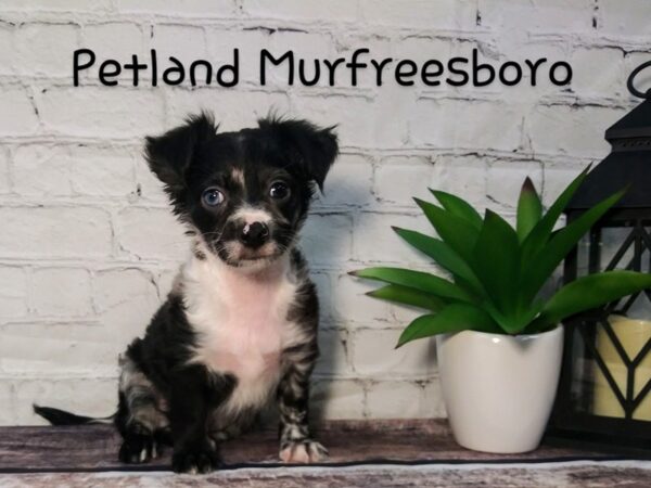 Chihuahua-DOG-Male-blue merle-124-Petland Nashville, Tennessee