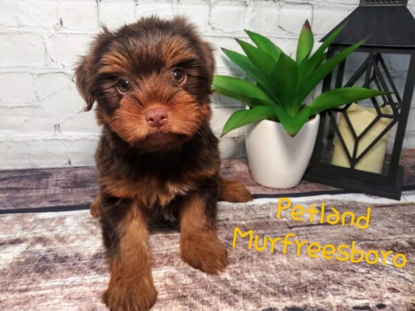 Yorkshire Terrier-DOG-Female-CHOC TAN-114-Petland Nashville, Tennessee