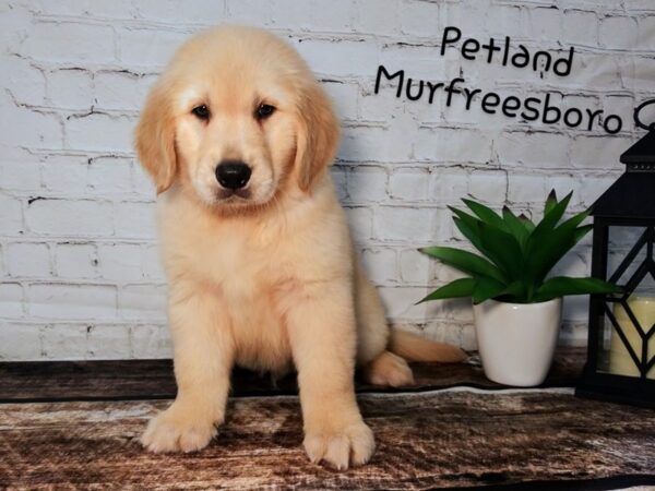 Golden Retriever-DOG-Male-Golden-107-Petland Nashville, Tennessee