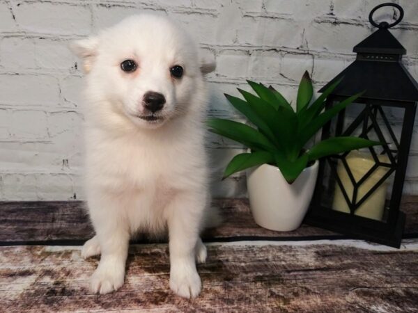 HuskieMo DOG Female White 113 Petland Nashville, Tennessee