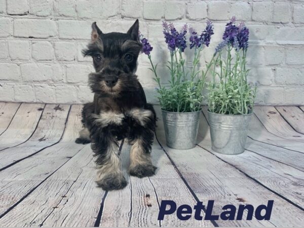 Miniature Schnauzer-DOG-Male-Black & Silver-135-Petland Nashville, Tennessee