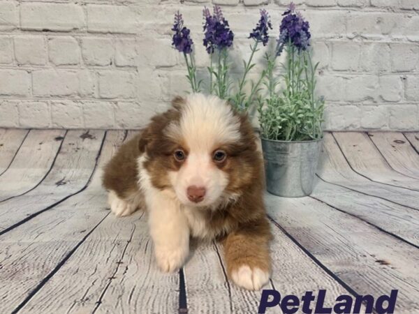 Mini Aussie DOG Male Red tri 133 Petland Nashville, Tennessee