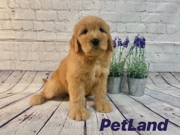 Goldendoodle DOG Male Golden 130 Petland Nashville, Tennessee