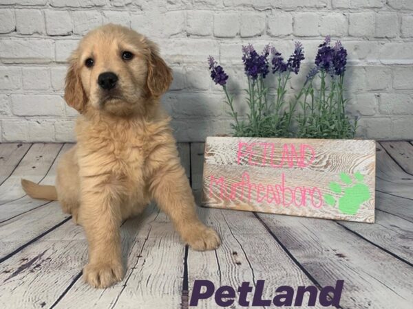 Golden Retriever-DOG-Female-Golden-131-Petland Nashville, Tennessee