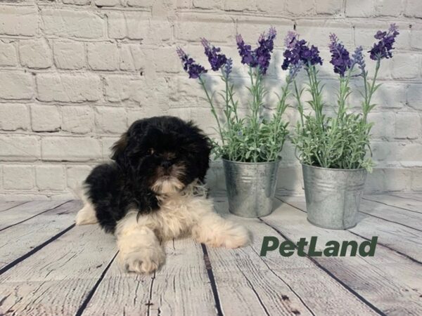 Havashu DOG Female White / Sable 136 Petland Nashville, Tennessee