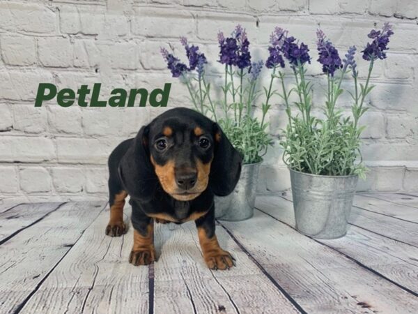 Dachshund-DOG-Female-Black / Tan-138-Petland Nashville, Tennessee